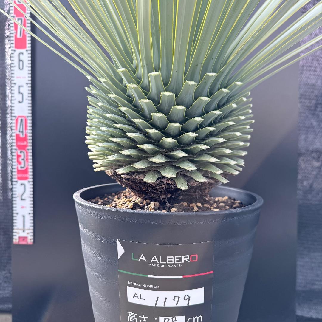 【AL1179】ユッカ　ロストラータ　超美形　極太　シルバー