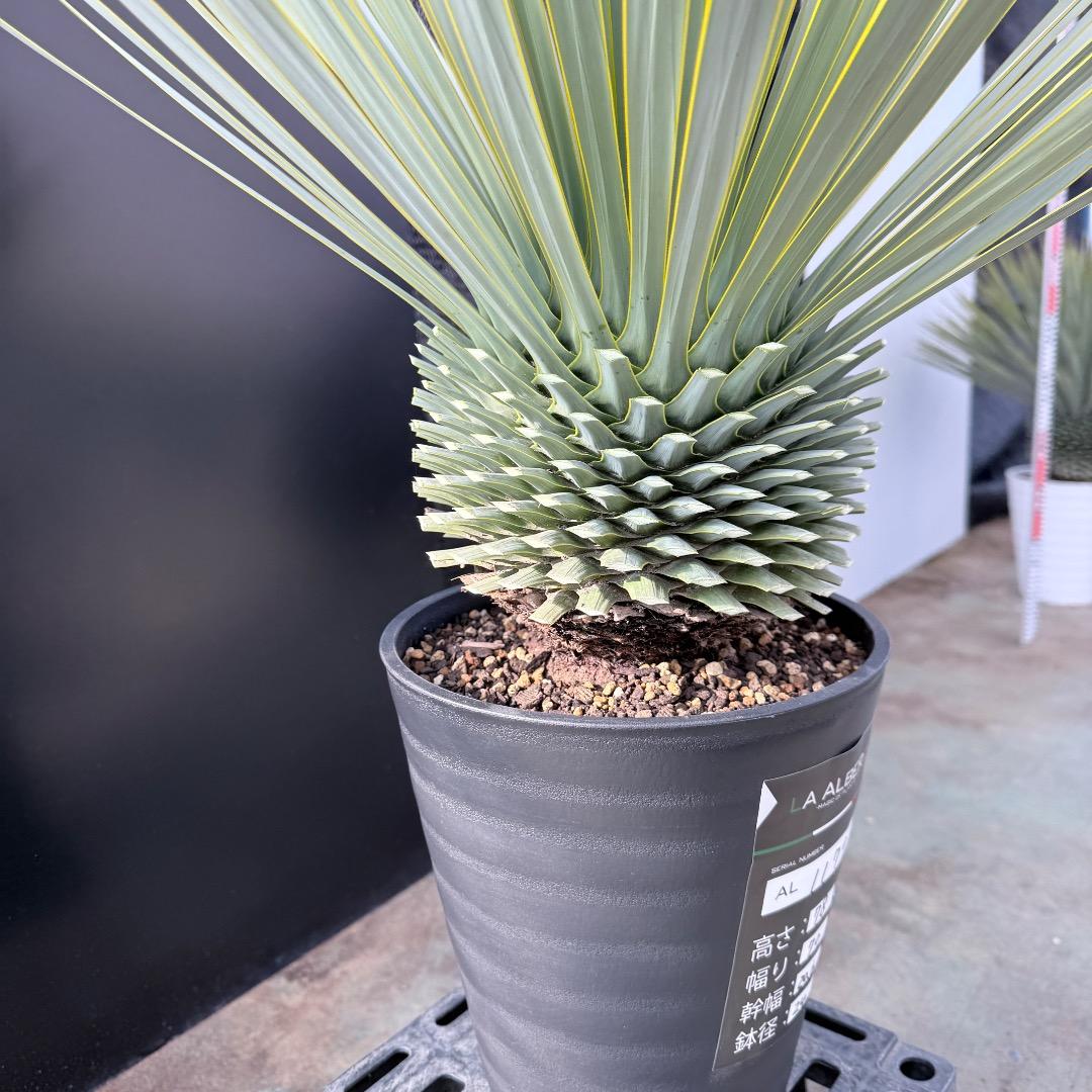 【AL1179】ユッカ　ロストラータ　超美形　極太　シルバー