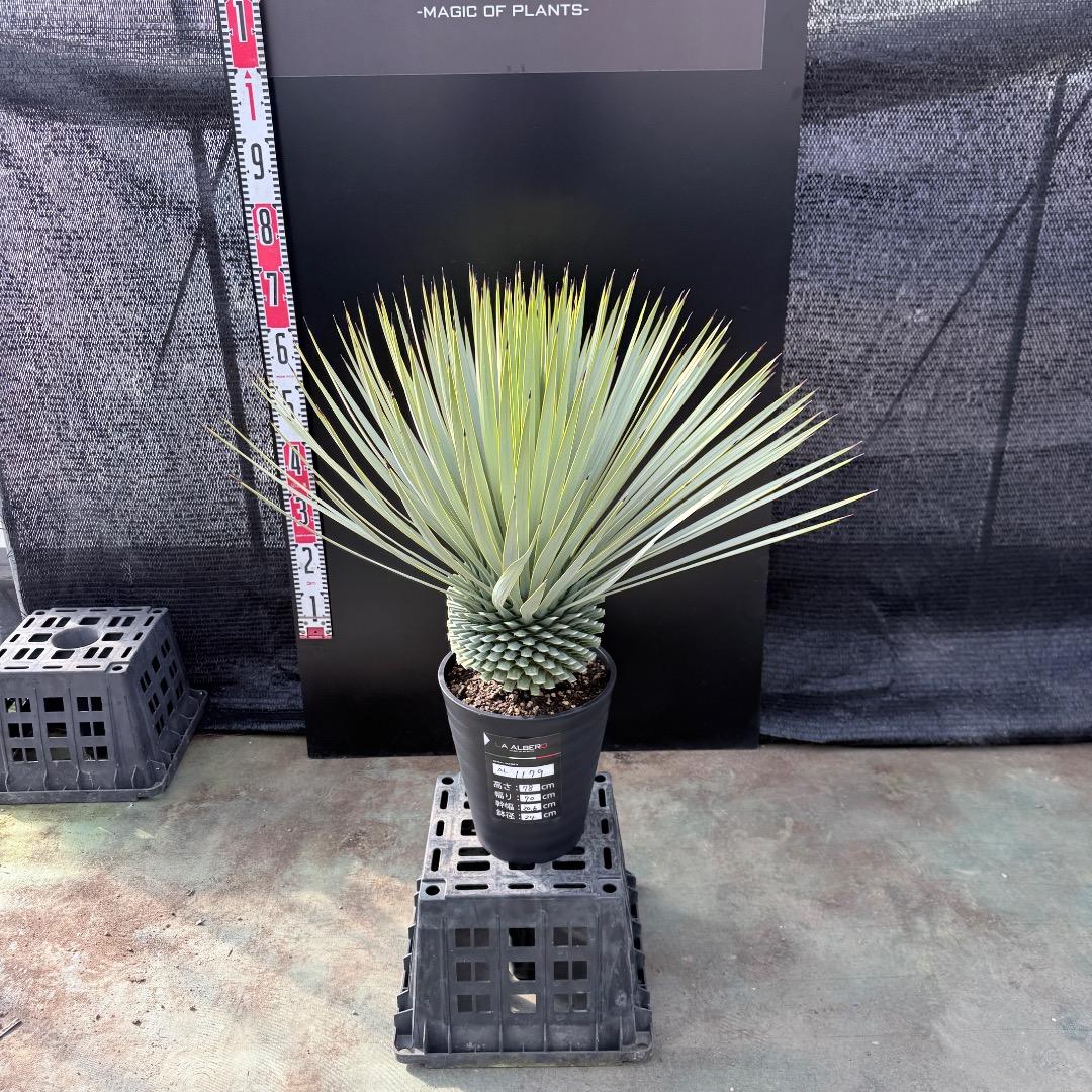 【AL1179】ユッカ　ロストラータ　超美形　極太　シルバー