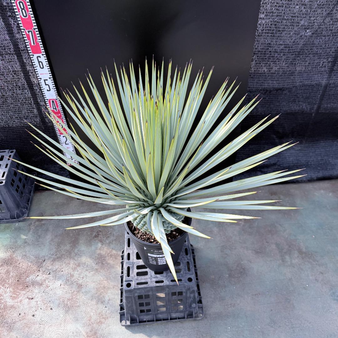 【AL1179】ユッカ　ロストラータ　超美形　極太　シルバー