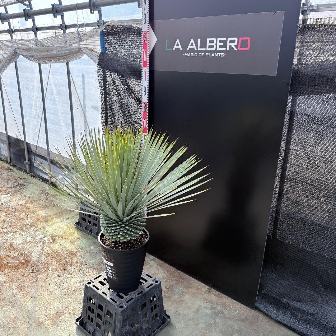 【AL1179】ユッカ　ロストラータ　超美形　極太　シルバー