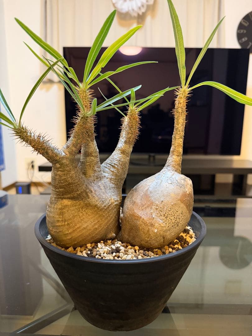 パキポディウムグラキリス　2頭　現地球　発根済