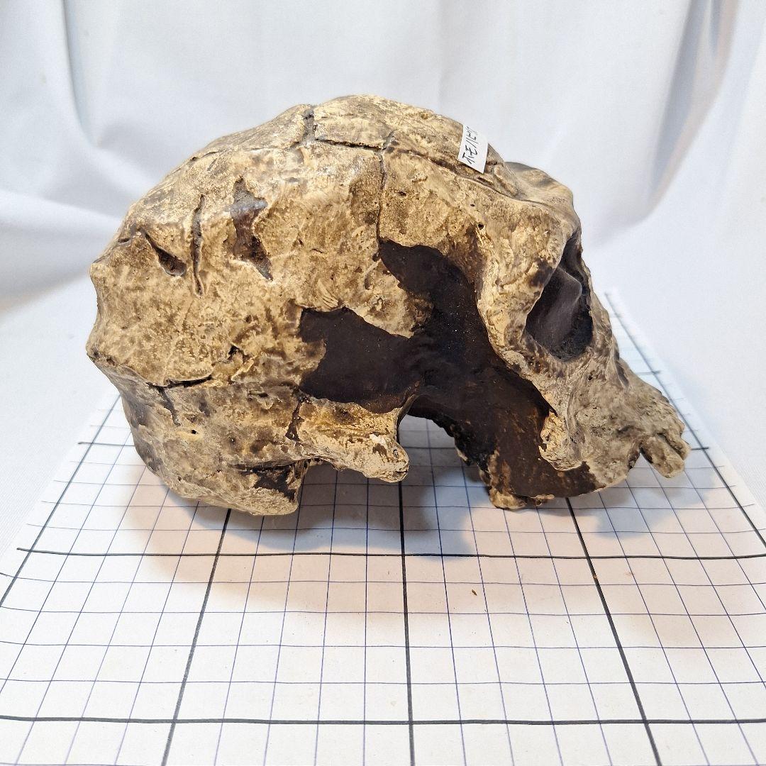 ホモハビリス頭骨模型