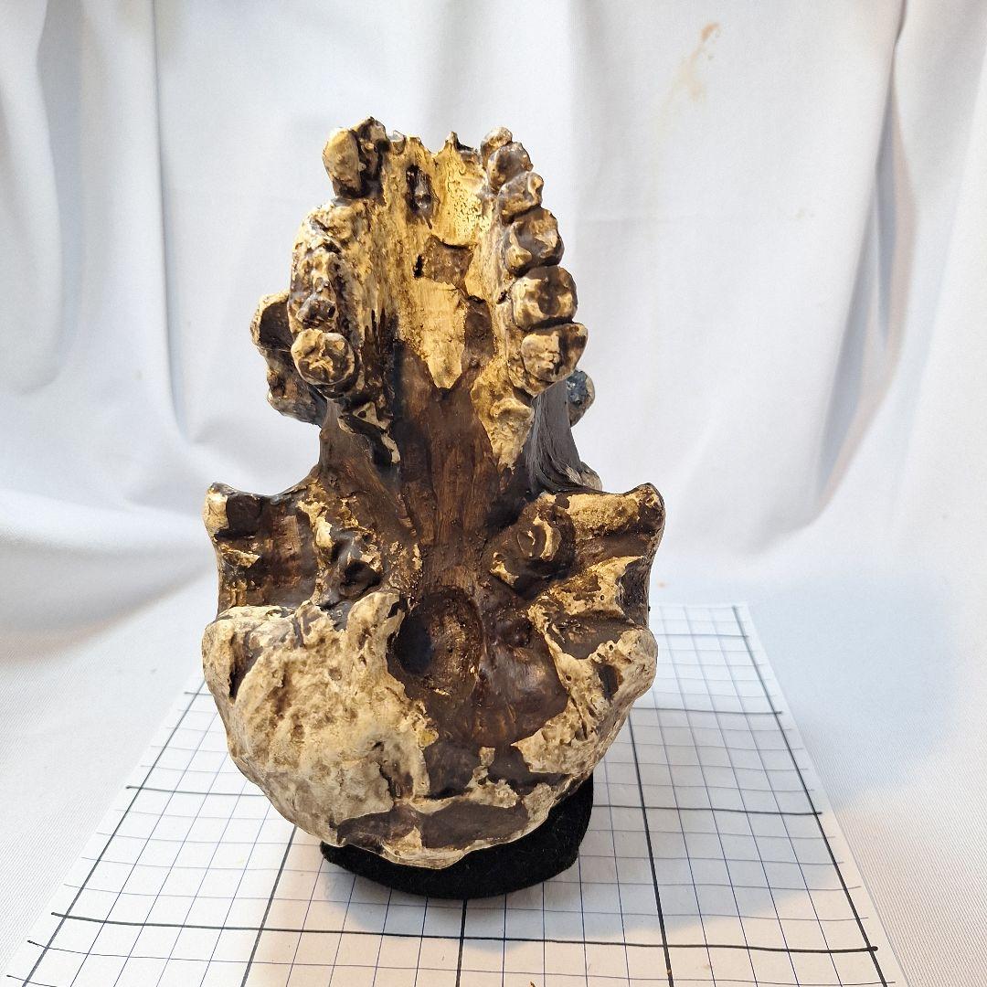 ホモハビリス頭骨模型