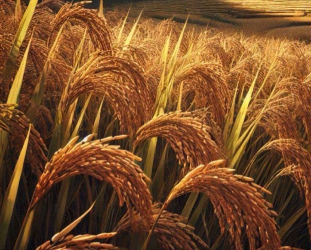 30kg 玄米【新米】令和7年産　農薬不使用　肥料不使用　自然栽培米