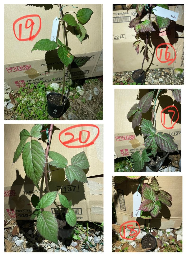 【Ryutaro】ブラックベリートリプルクラウン　取り木苗　20株