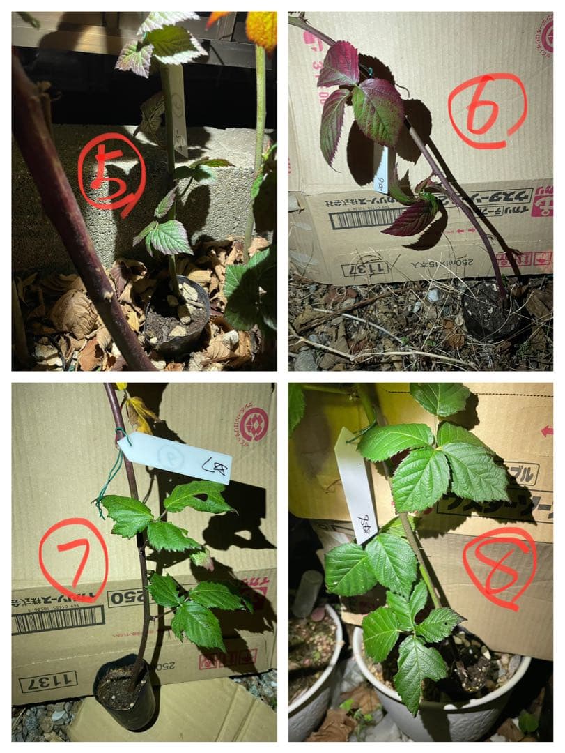 【Ryutaro】ブラックベリートリプルクラウン　取り木苗　20株