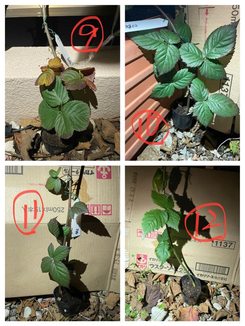 【Ryutaro】ブラックベリートリプルクラウン　取り木苗　20株