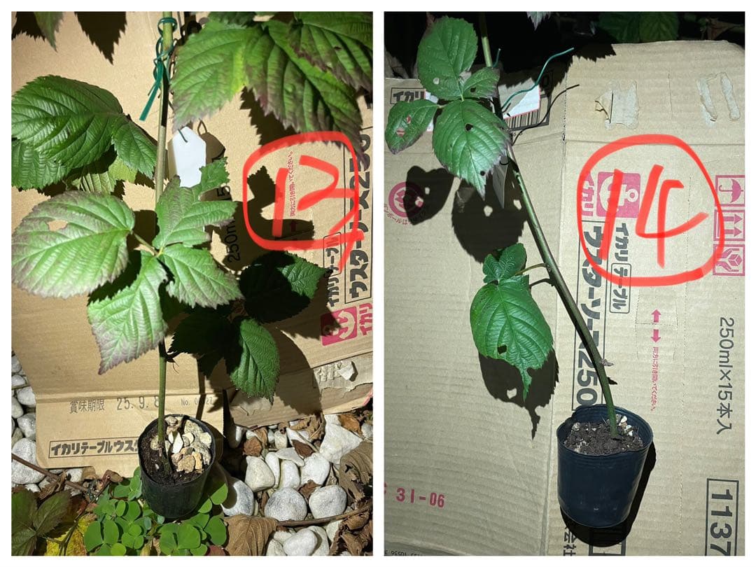 【Ryutaro】ブラックベリートリプルクラウン　取り木苗　20株