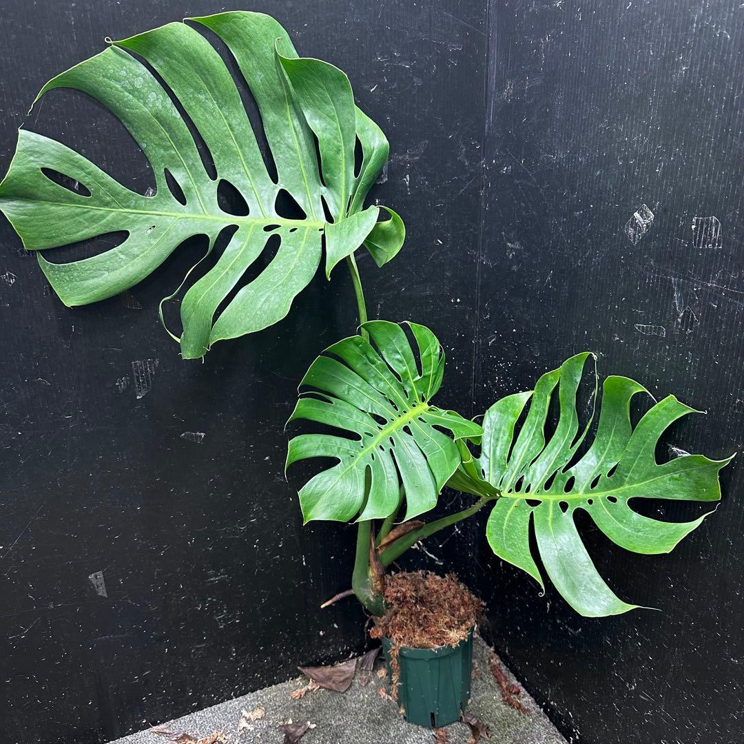 -*-様 モンステラデリシオーサマクロコズム超希少系統鉢植え72㎝