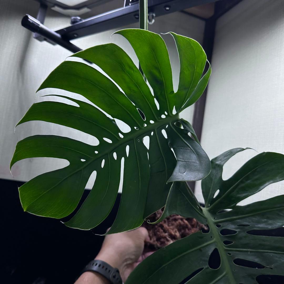 -*-様 モンステラデリシオーサマクロコズム超希少系統鉢植え72㎝