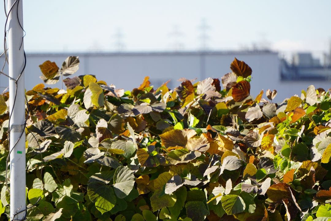 【Webb leen】SONYα6000ダブルズームレンズキット（白）