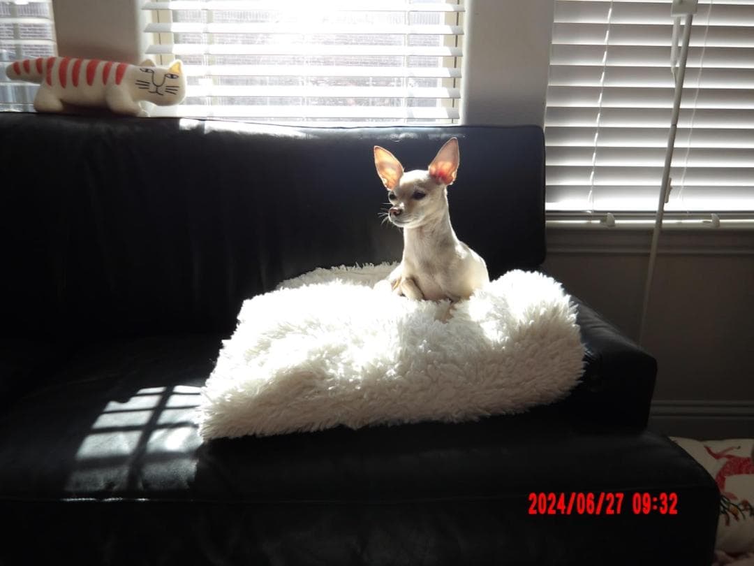 ペンタックス PENTAX WG-1000 グレー 本格防水デジタルカメラ po