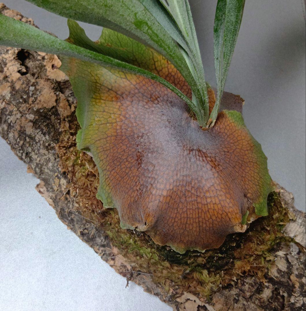 壁掛けビカクシダ　親株　サイズ大　ネザーランド　コルク付け　コウモリラン