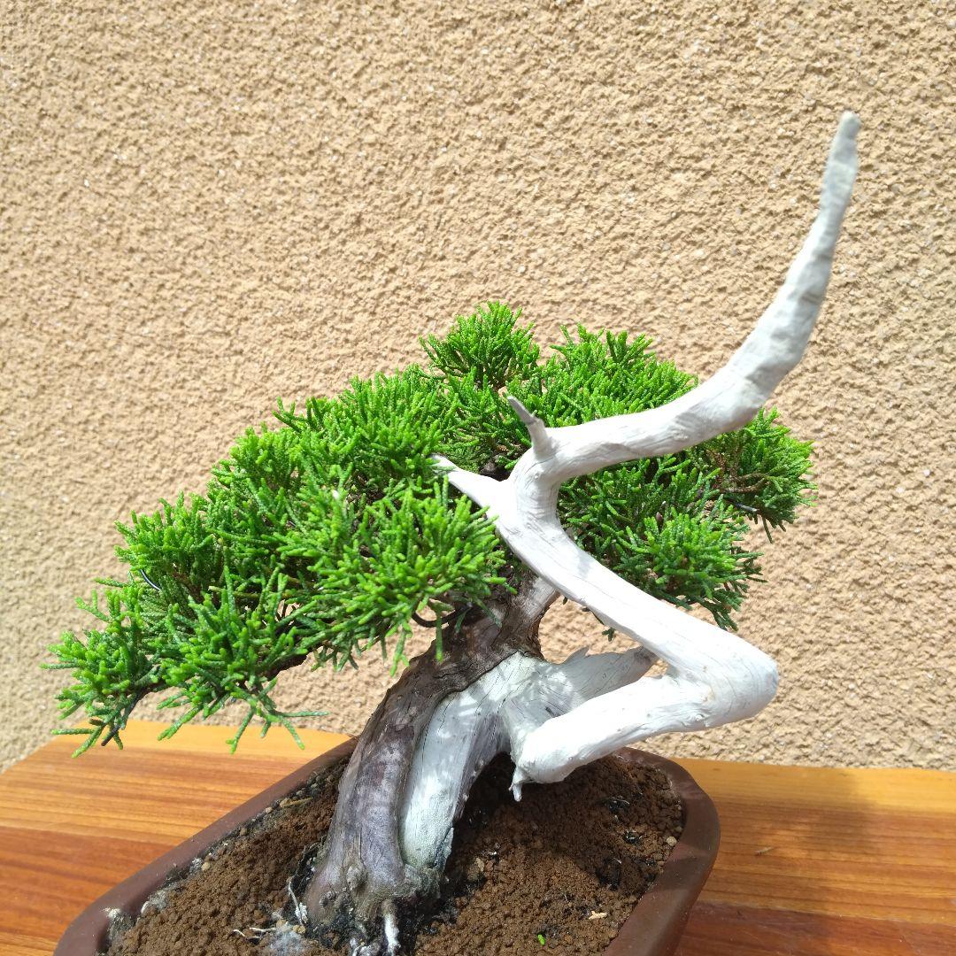 糸魚川真柏盆栽No.33TK