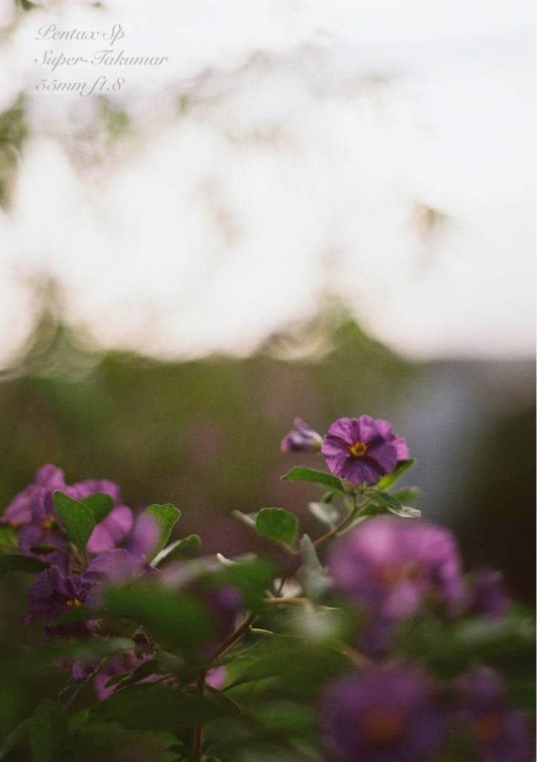 pentax sp＊純正カメラバッグ付き＊フルセット＊完動品＊美品＊初期保証