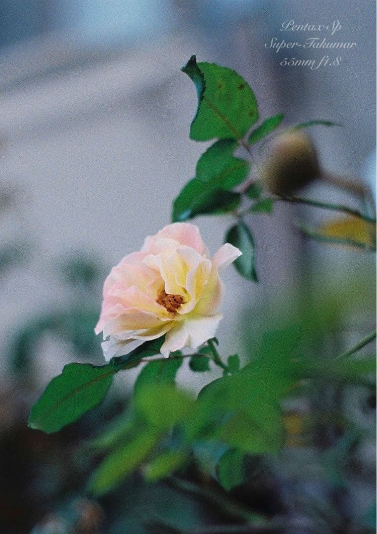 pentax sp＊純正カメラバッグ付き＊フルセット＊完動品＊美品＊初期保証