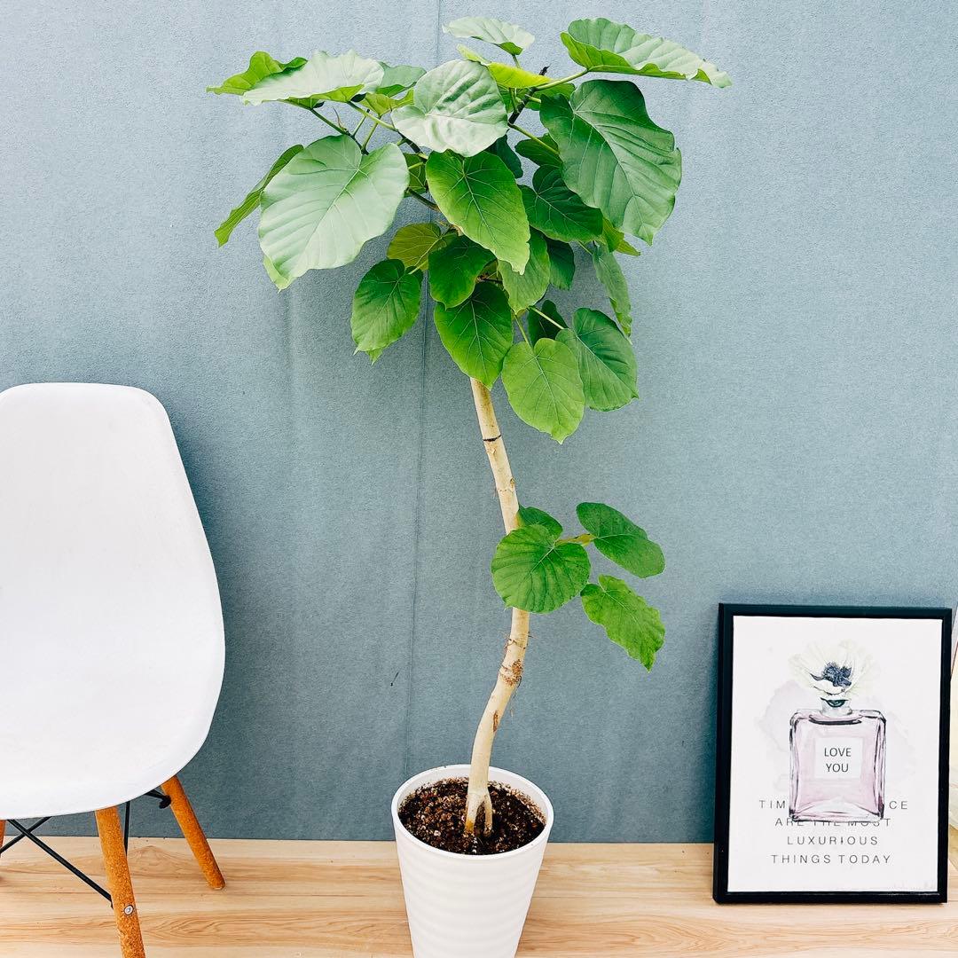 ［現品］28番　フィカス　ウンベラータ　8号　観葉植物　室内　大型　ゴムの木