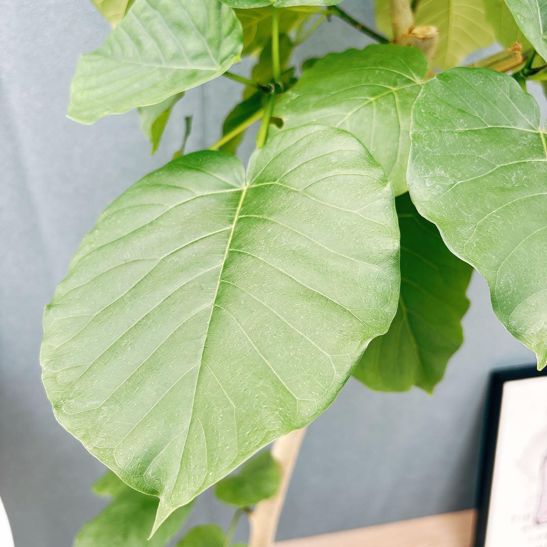 ［現品］28番　フィカス　ウンベラータ　8号　観葉植物　室内　大型　ゴムの木