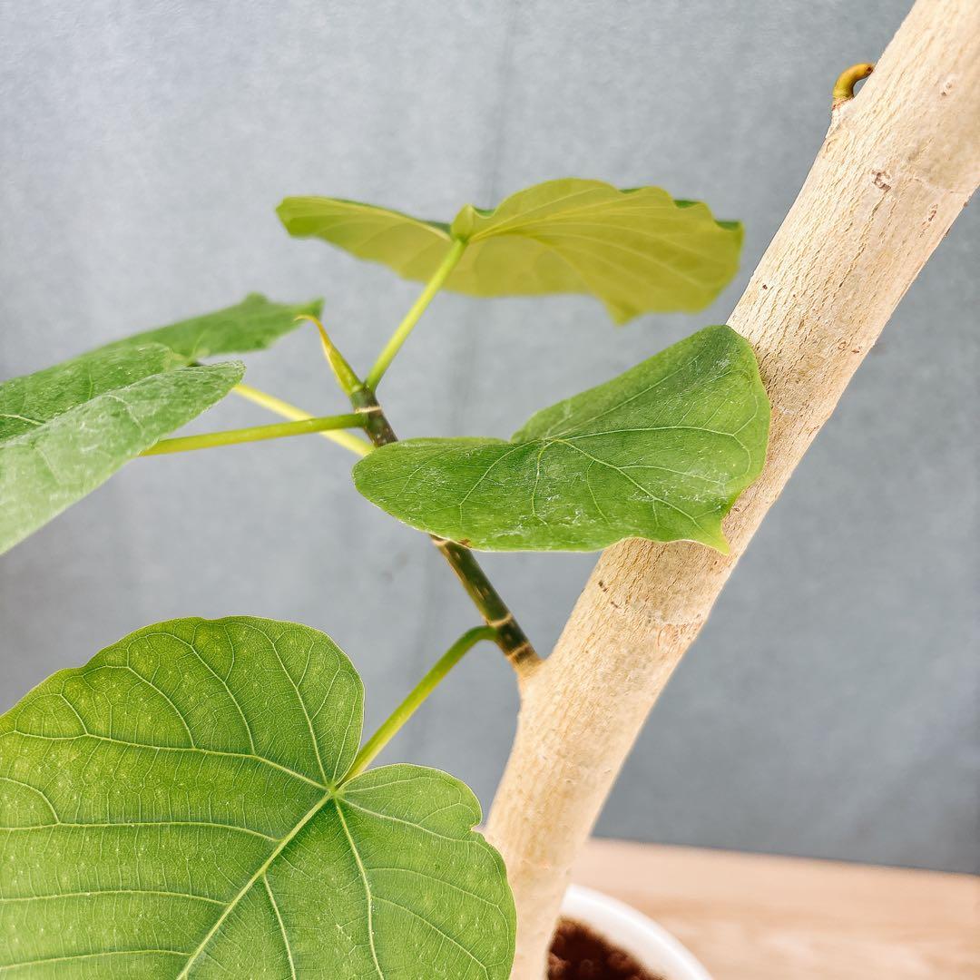 ［現品］28番　フィカス　ウンベラータ　8号　観葉植物　室内　大型　ゴムの木