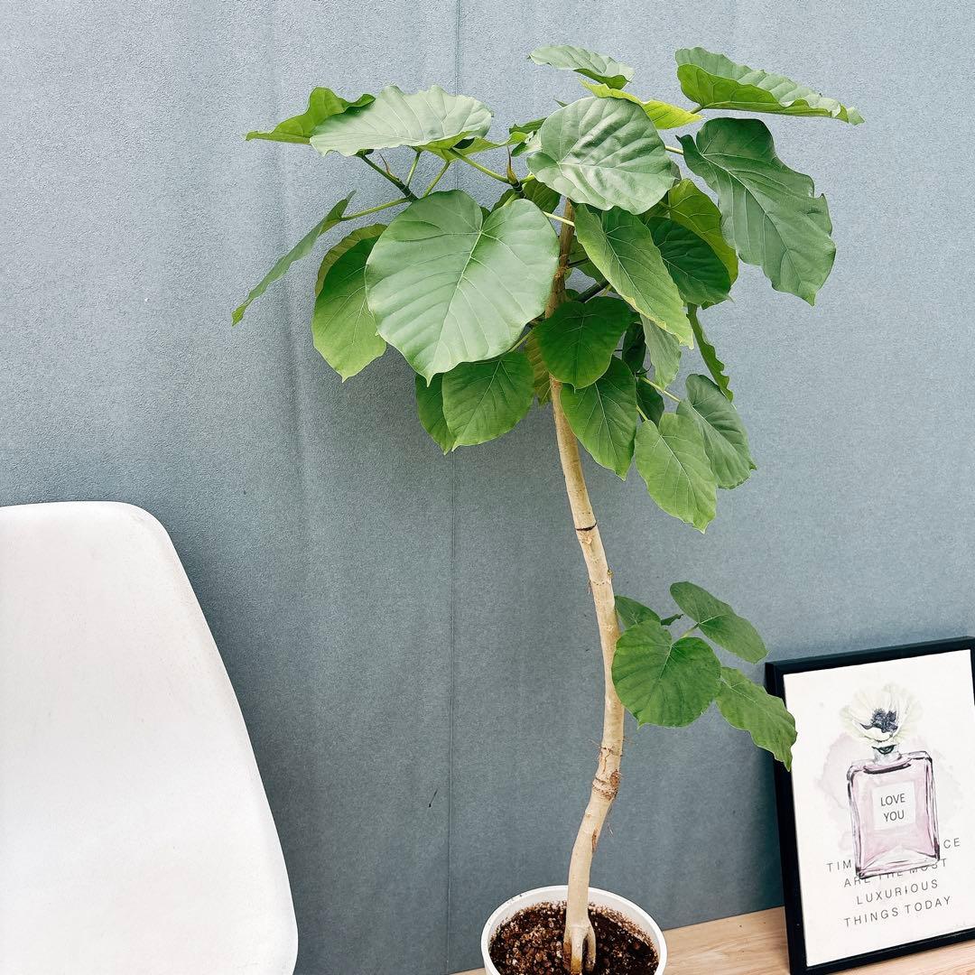 ［現品］28番　フィカス　ウンベラータ　8号　観葉植物　室内　大型　ゴムの木