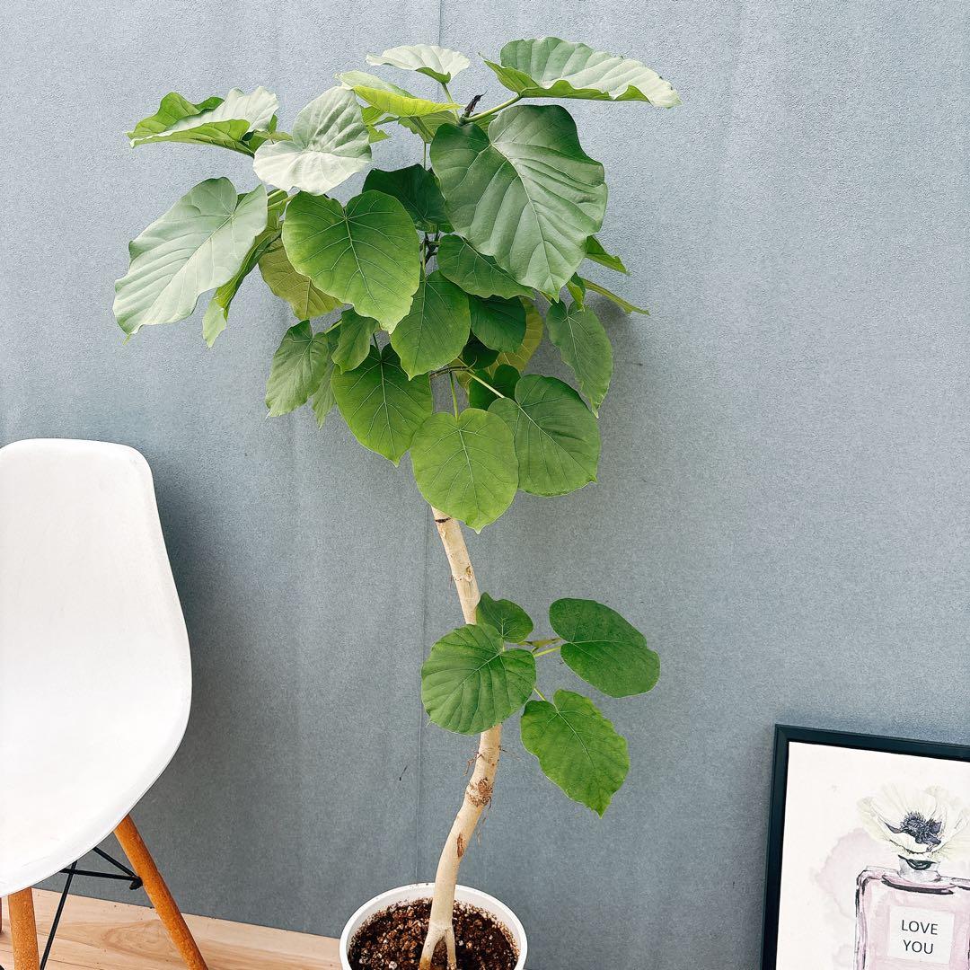 ［現品］28番　フィカス　ウンベラータ　8号　観葉植物　室内　大型　ゴムの木