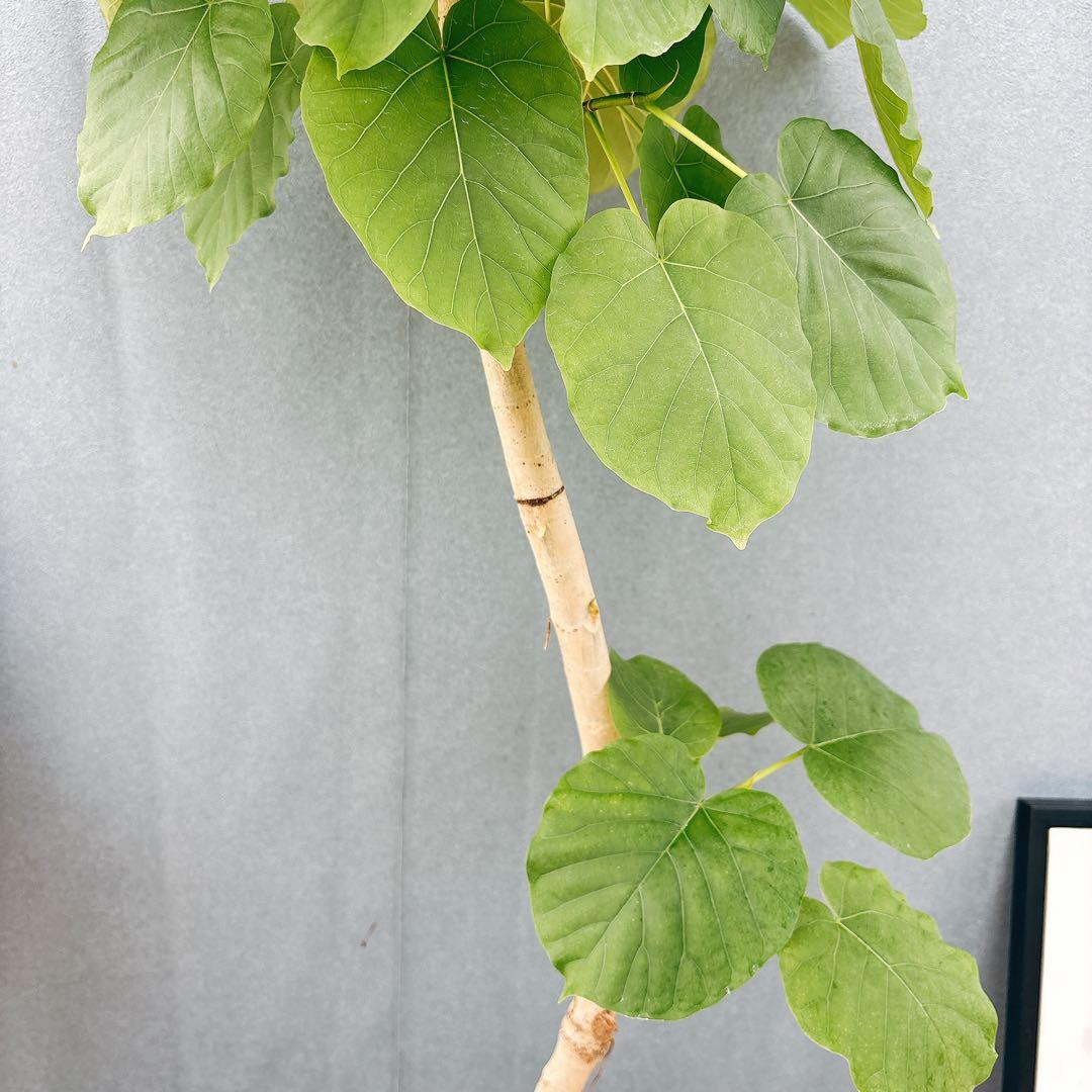 ［現品］28番　フィカス　ウンベラータ　8号　観葉植物　室内　大型　ゴムの木