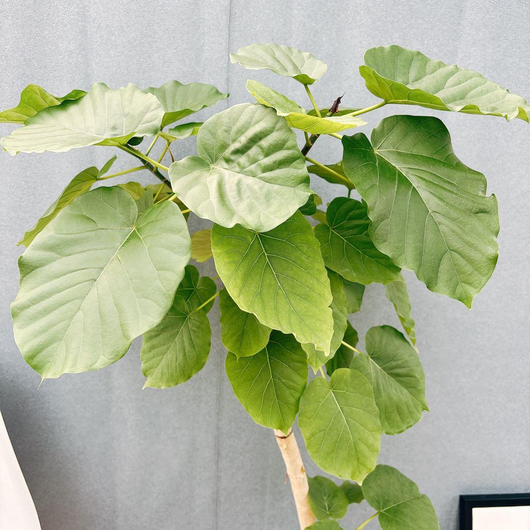 ［現品］28番　フィカス　ウンベラータ　8号　観葉植物　室内　大型　ゴムの木