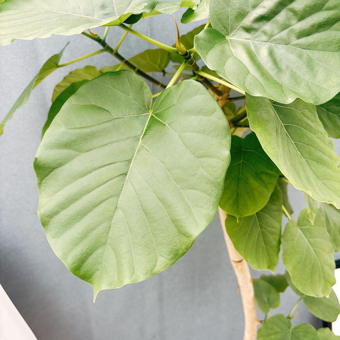 ［現品］28番　フィカス　ウンベラータ　8号　観葉植物　室内　大型　ゴムの木