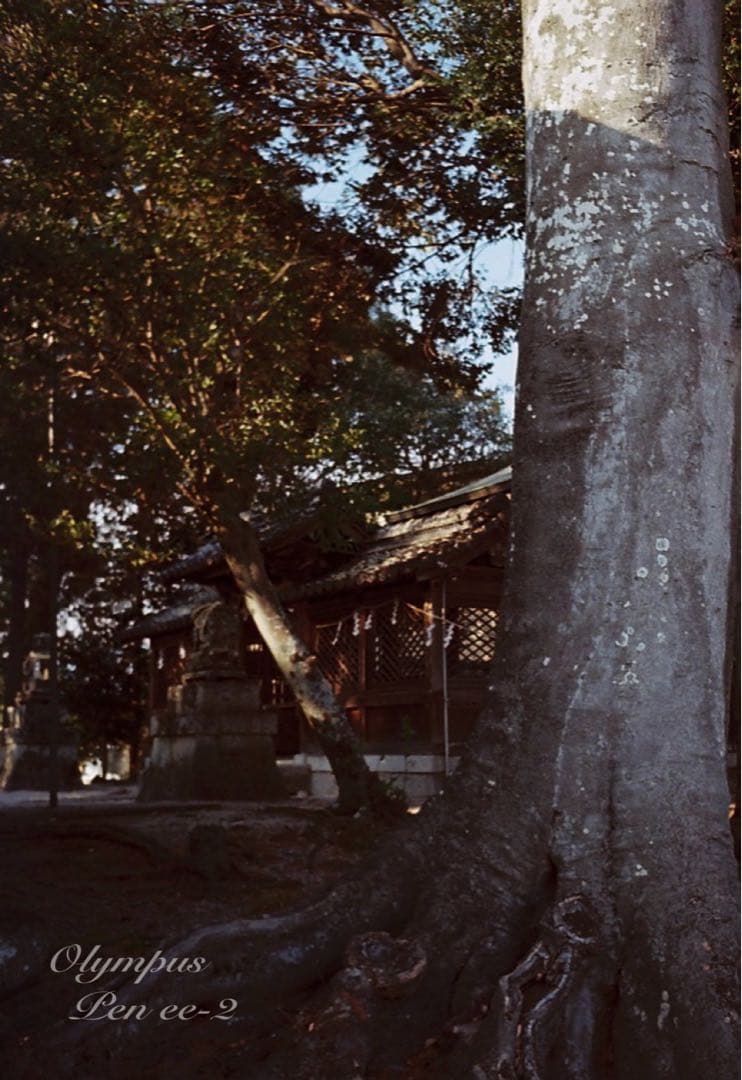 ★フィルム入門♪超美品！オリンパスPen EE-2★完動品＊初期保証＊作例多数