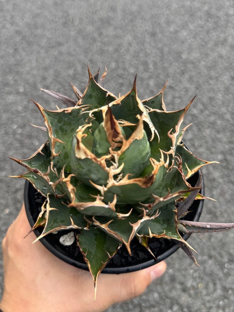 【最終値下げ】Agave titanota アガベチタノタ 極選株