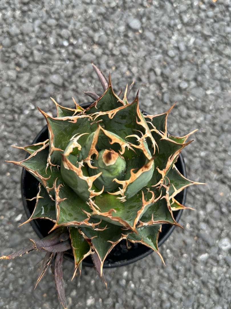 【最終値下げ】Agave titanota アガベチタノタ 極選株
