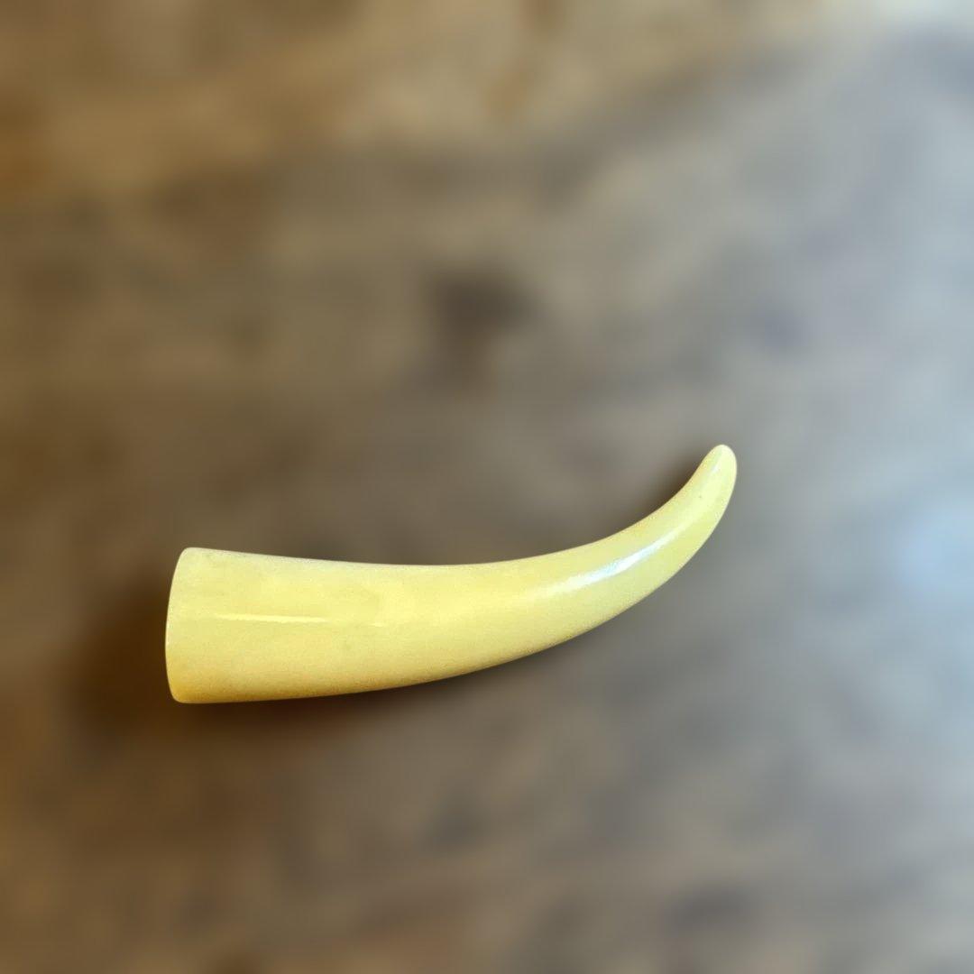 鯨　歯　鯨歯　希少