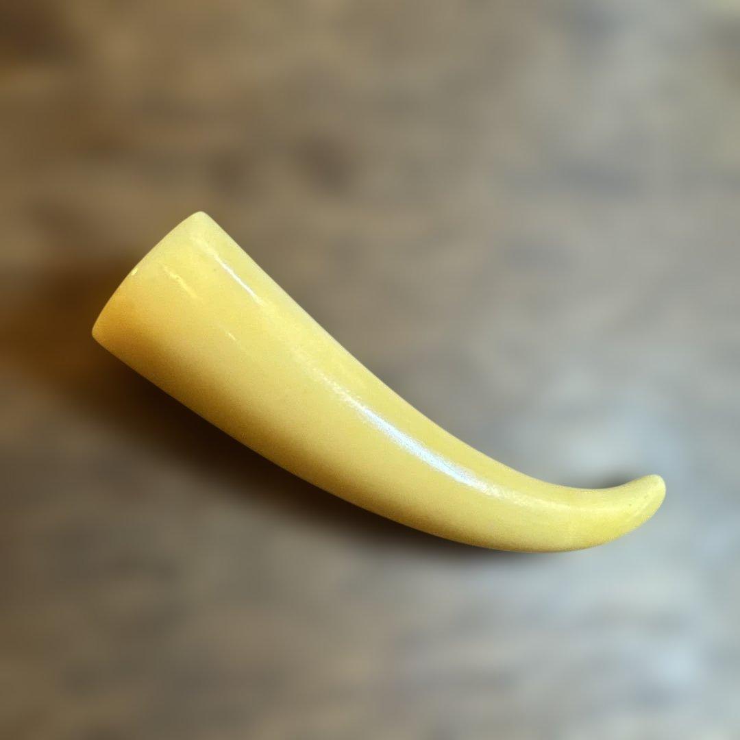 鯨　歯　鯨歯　希少