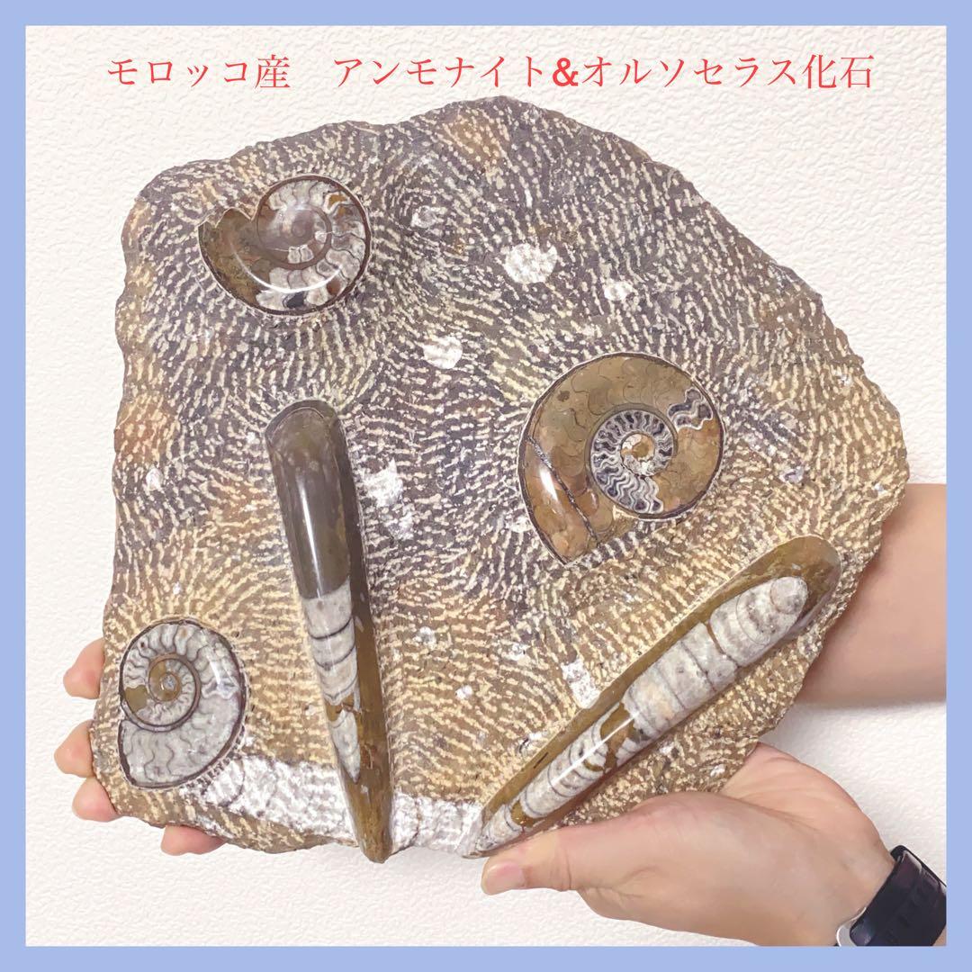 【希少‼︎】モロッコ産　アンモナイト　オルソセラス　3億7千年前　化石
