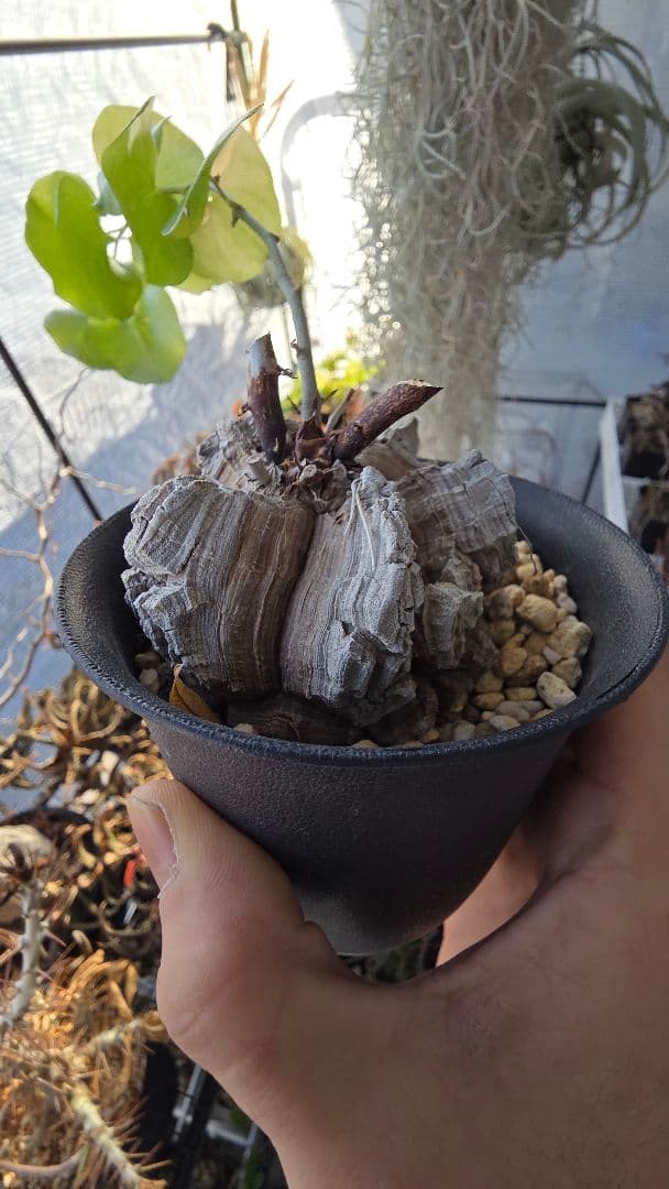 【長谷川園芸】亀甲竜