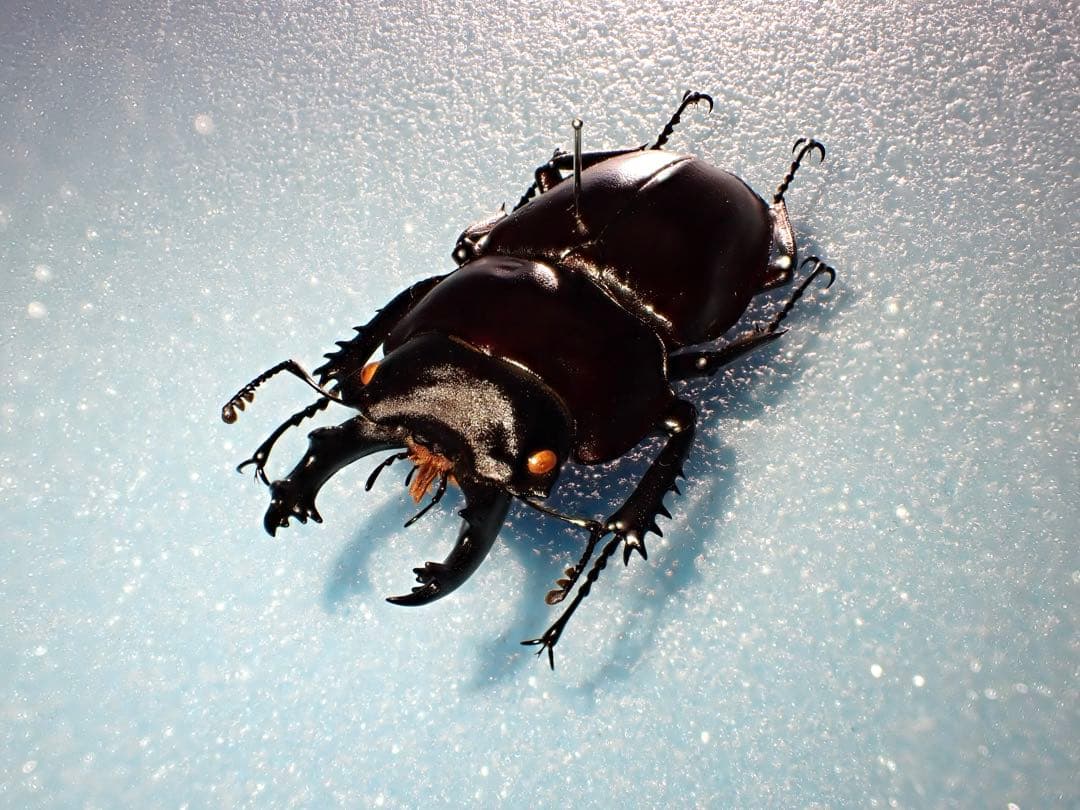 【標本】ヤエヤママルバネクワガタ　石垣島産　57.0ミリ　野外品　規制前採集品