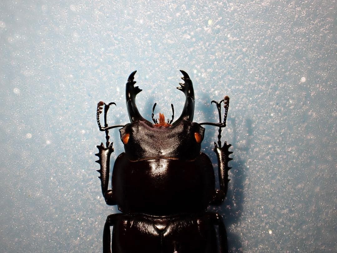 【標本】ヤエヤママルバネクワガタ　石垣島産　57.0ミリ　野外品　規制前採集品