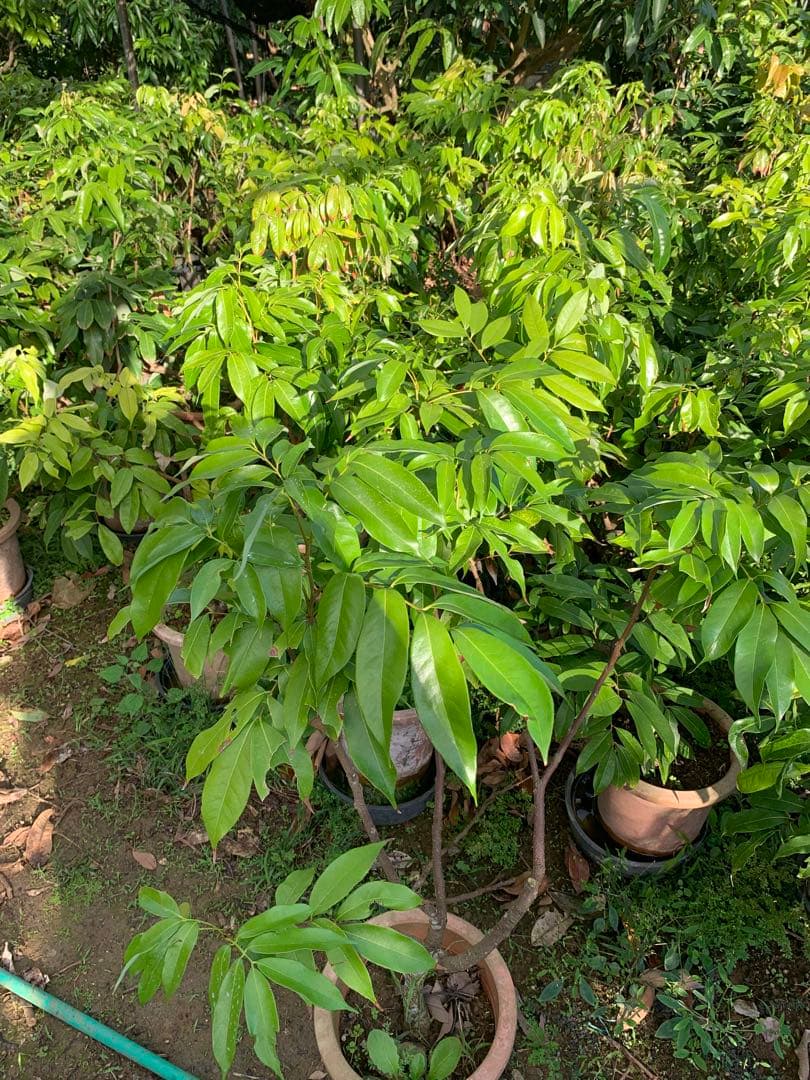 ライチ取木苗木(大) レイシ 　台湾玉荷苞　改良品種プリンセスの笑顔