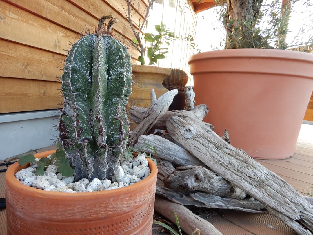 美品⭕️実写美【動作確認済】Nikon COOLPIX A900Affinity