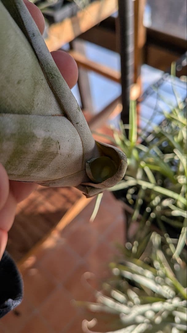 チランジア　フレクスオーサ　2種類セット　速達