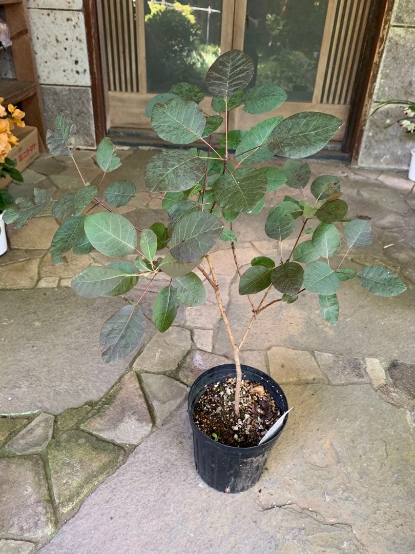 のこのこページ　スモークツリー　ルブリフォリウス