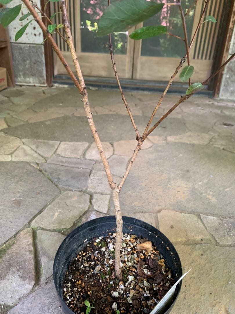 のこのこページ　スモークツリー　ルブリフォリウス