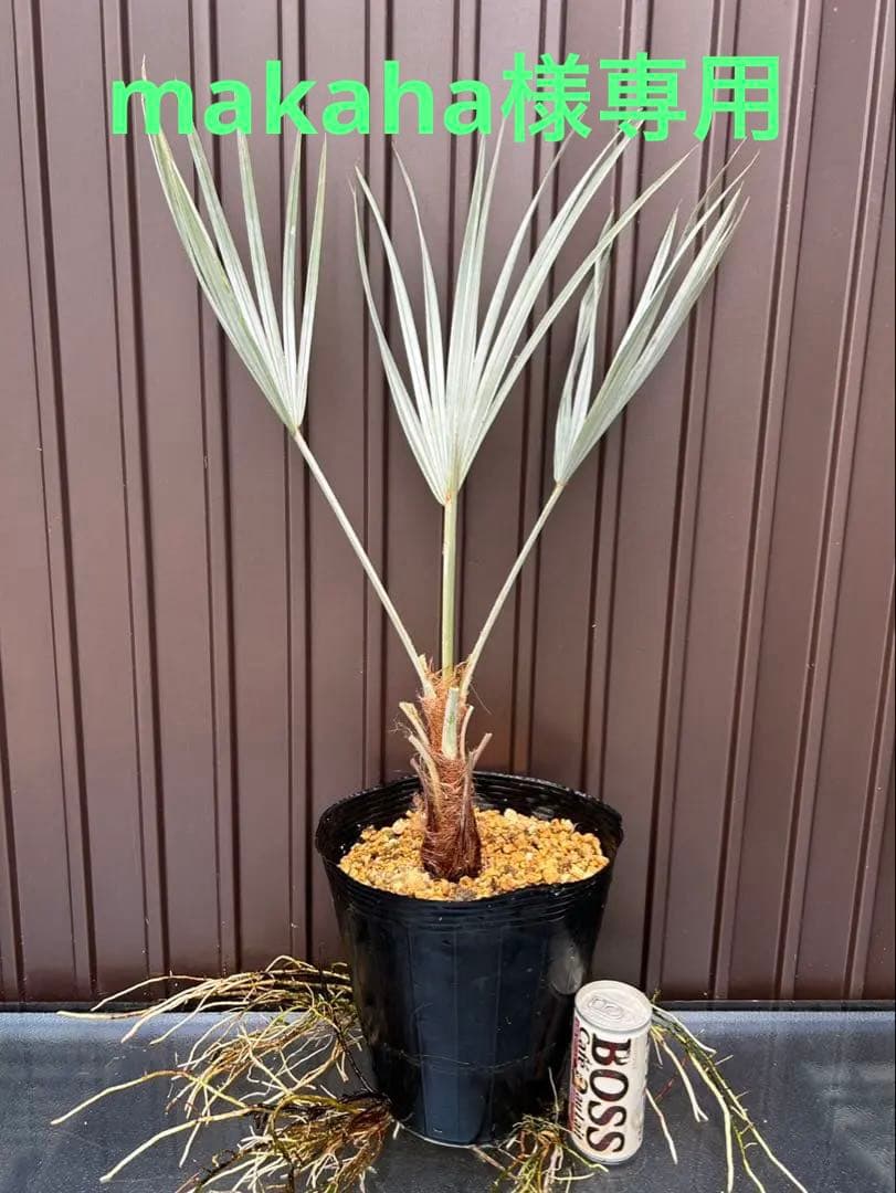 ブラヘア アルマータ D特白個体