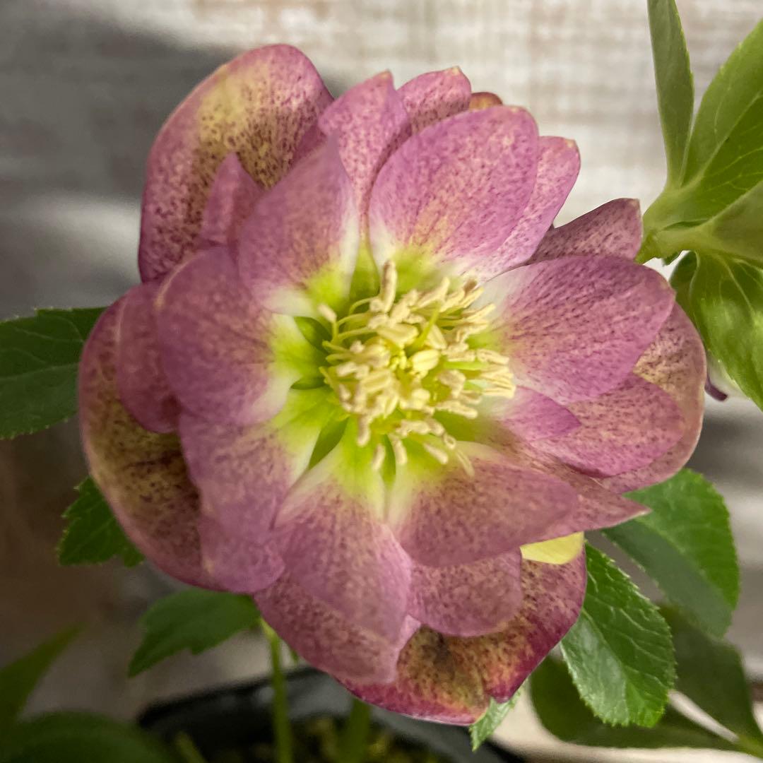 なおさん です♪2点セット！クリスマスローズ7鉢　4鉢　八重咲き　苗　苗木