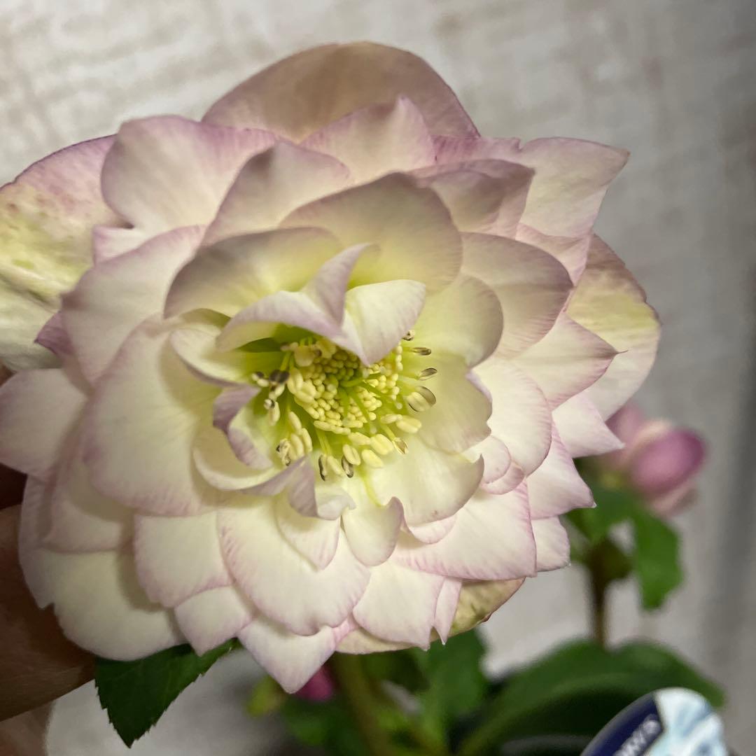 なおさん です♪2点セット！クリスマスローズ7鉢　4鉢　八重咲き　苗　苗木