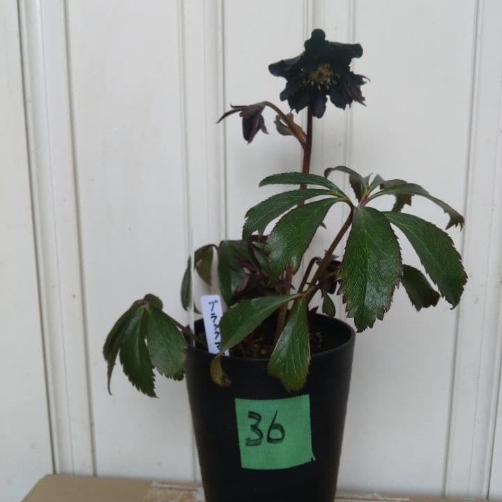 広瀬園芸。ブラックマジック。黒色の多弁花のクリスマスローズ。 NO36