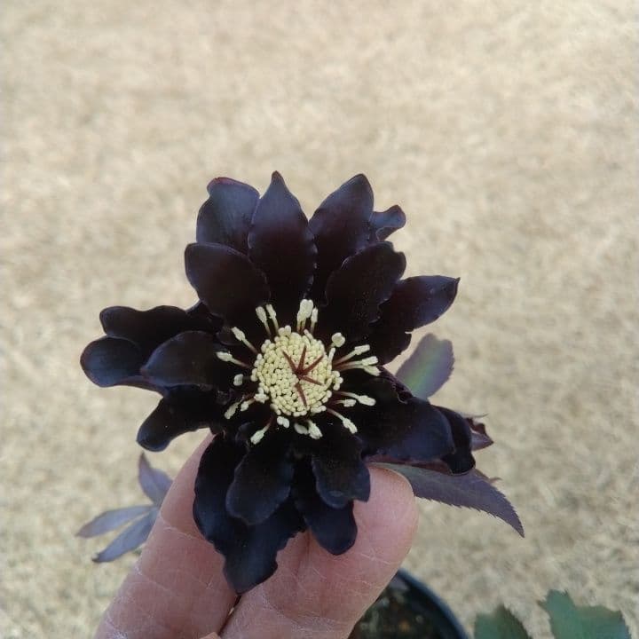 広瀬園芸。ブラックマジック。黒色の多弁花のクリスマスローズ。 NO36