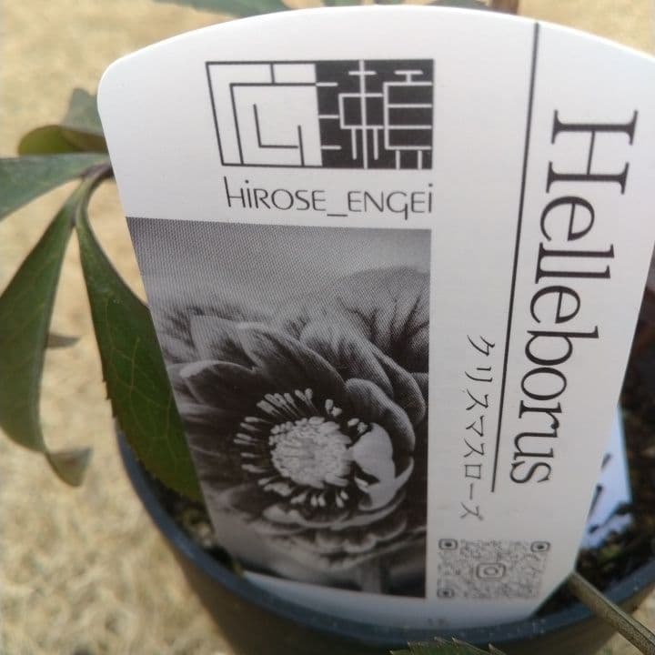 広瀬園芸。ブラックマジック。黒色の多弁花のクリスマスローズ。 NO36