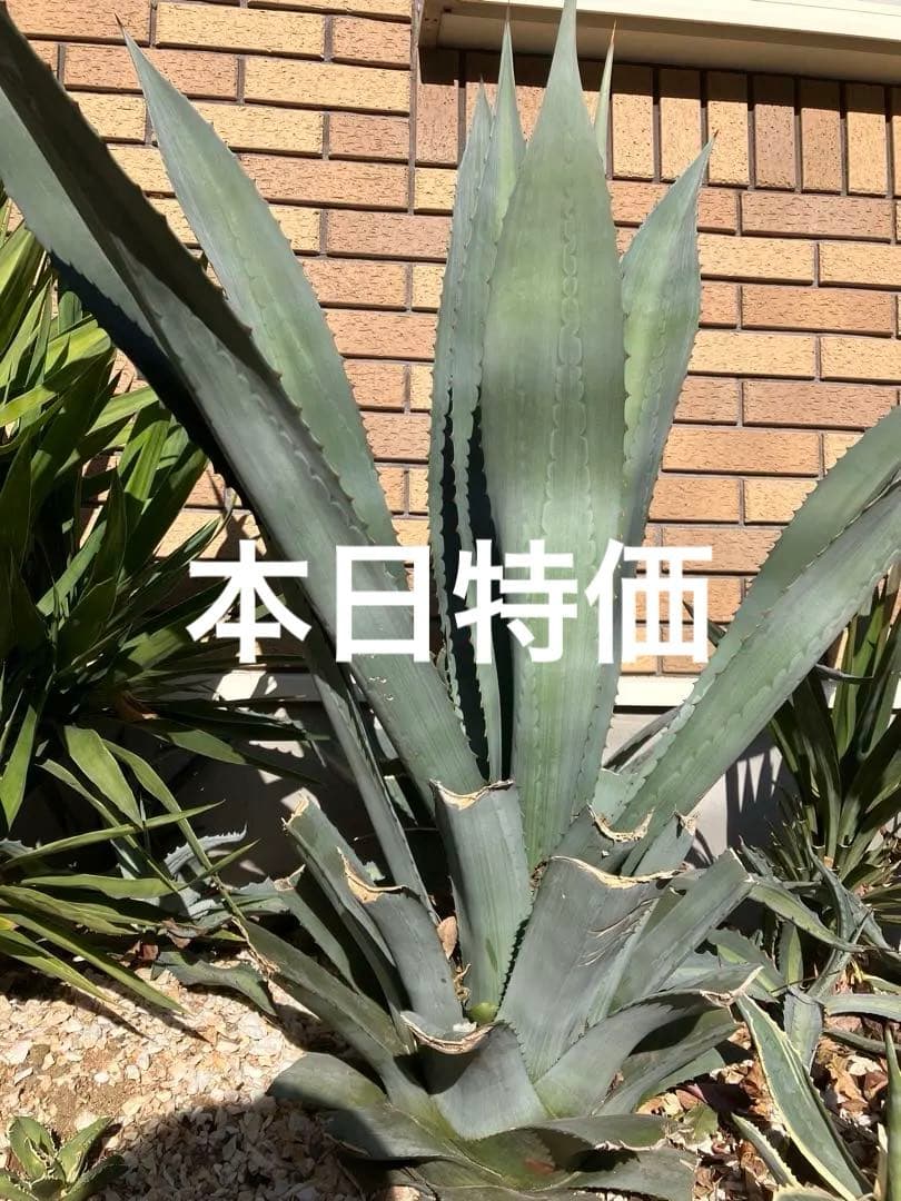 本日特価　アガベ アメリカーナ　特大株　2年半地植え　1m超　送料込み